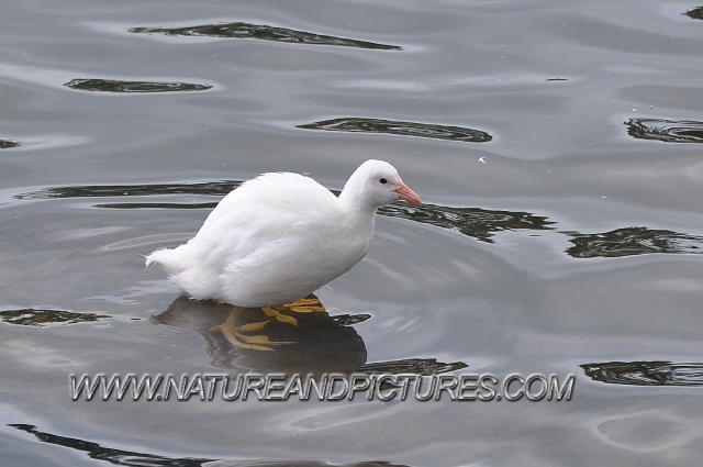 coot, coots, coots fighting,-6.jpg - ALBINO (OR LEUCISTIC COOT) - LAKESIDE, HAYLING ISLAND - 12.8.09
